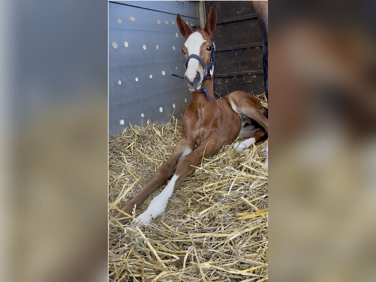 Westphalian Mare 1 year 16,2 hh Brown in Emmerthal