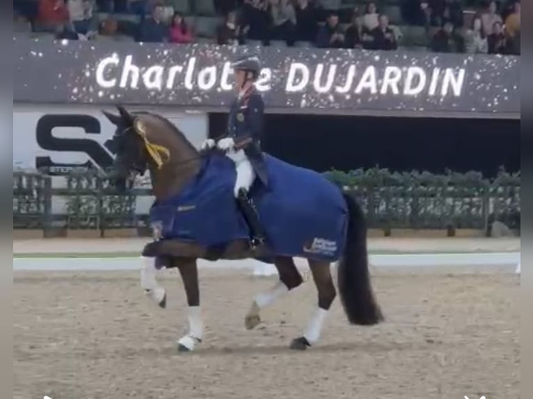 Westphalian Mare 1 year 16,2 hh Chestnut-Red in Unna