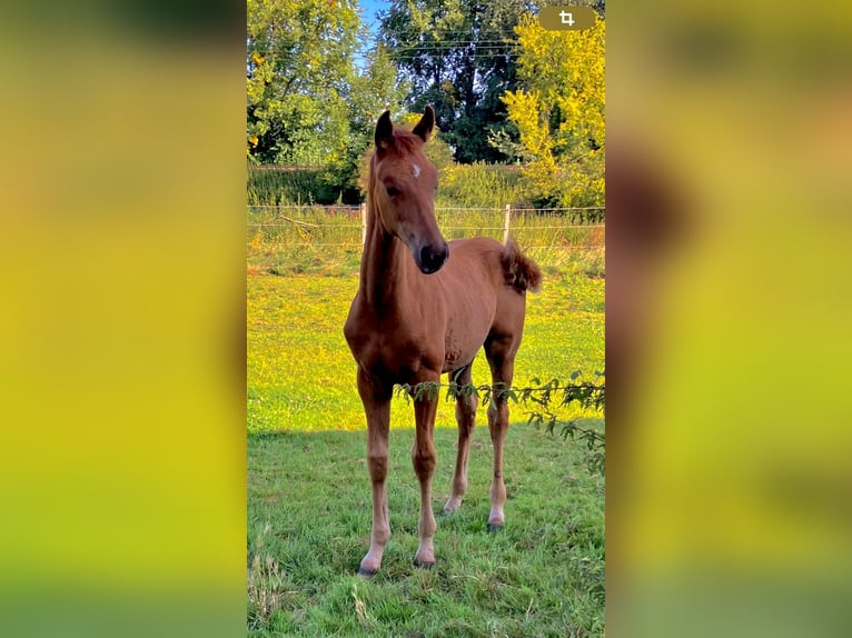 Westphalian Mare 1 year 16,2 hh Chestnut-Red in Unna