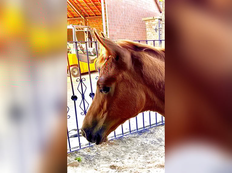 Westphalian Mare 1 year 16,2 hh Chestnut-Red in Unna
