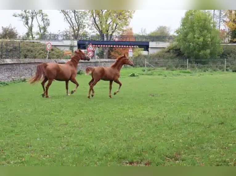 Westphalian Mare 1 year 16,2 hh Chestnut-Red in Unna