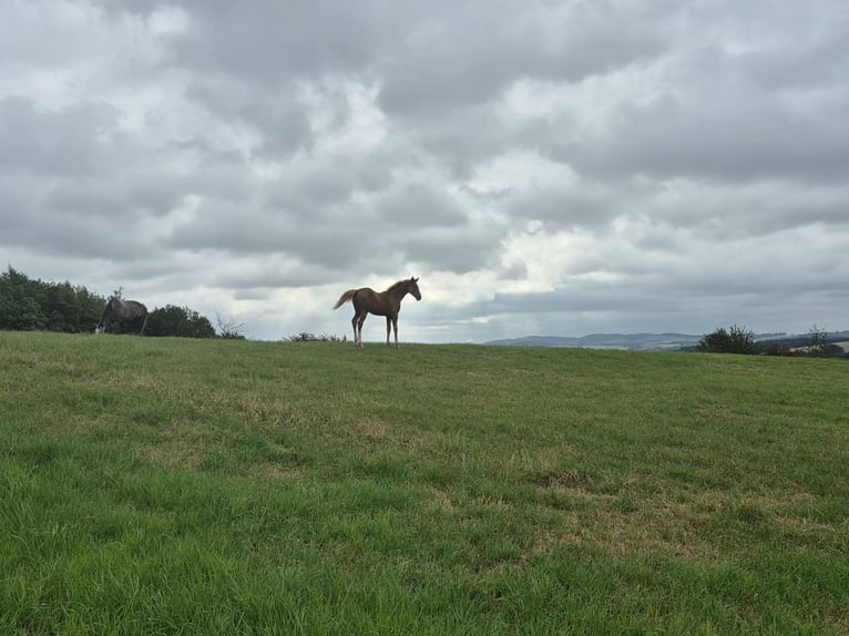 Westphalian Mare 1 year 16,3 hh Chestnut in Vlotho
