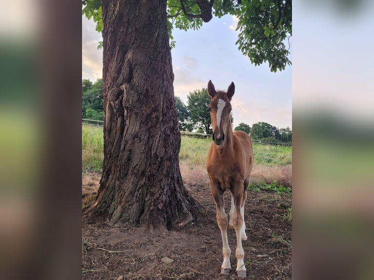 Westphalian Mare 1 year 16,3 hh Chestnut in Vlotho