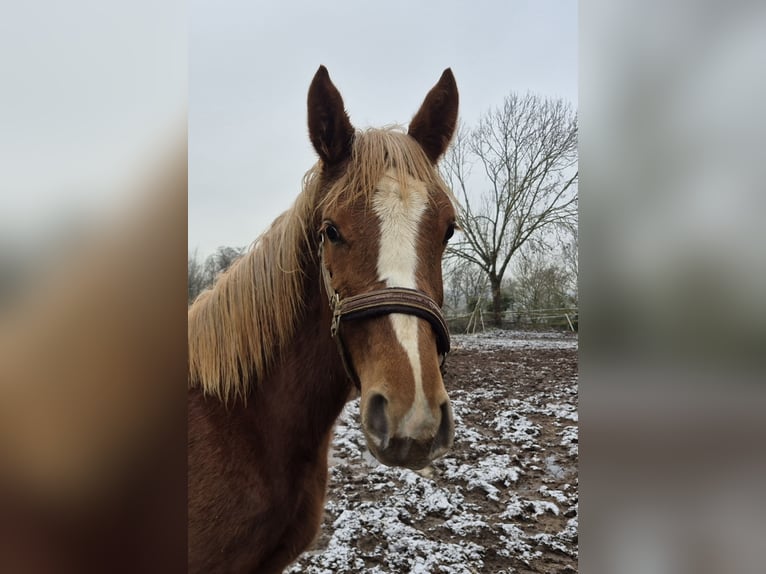 Westphalian Mare 1 year 16,3 hh Chestnut in Vlotho