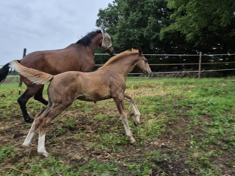 Westphalian Mare 1 year 16,3 hh Chestnut in Vlotho