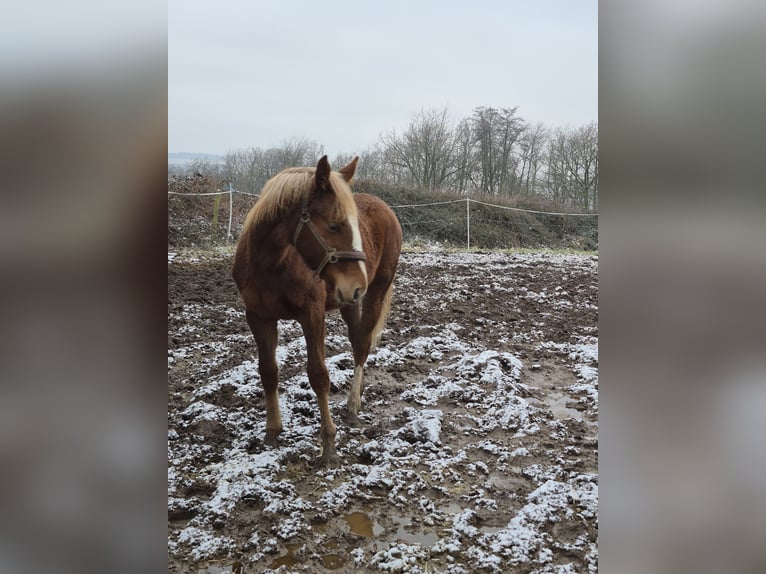 Westphalian Mare 1 year 16,3 hh Chestnut in Vlotho