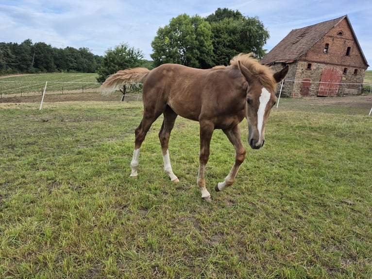 Westphalian Mare 1 year 16,3 hh Chestnut in Vlotho
