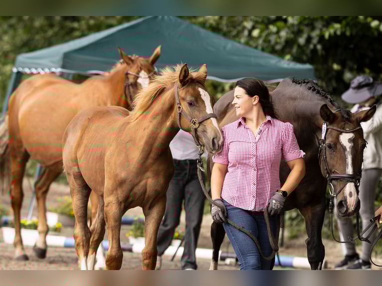 Westphalian Mare 1 year 16,3 hh Chestnut in Vlotho
