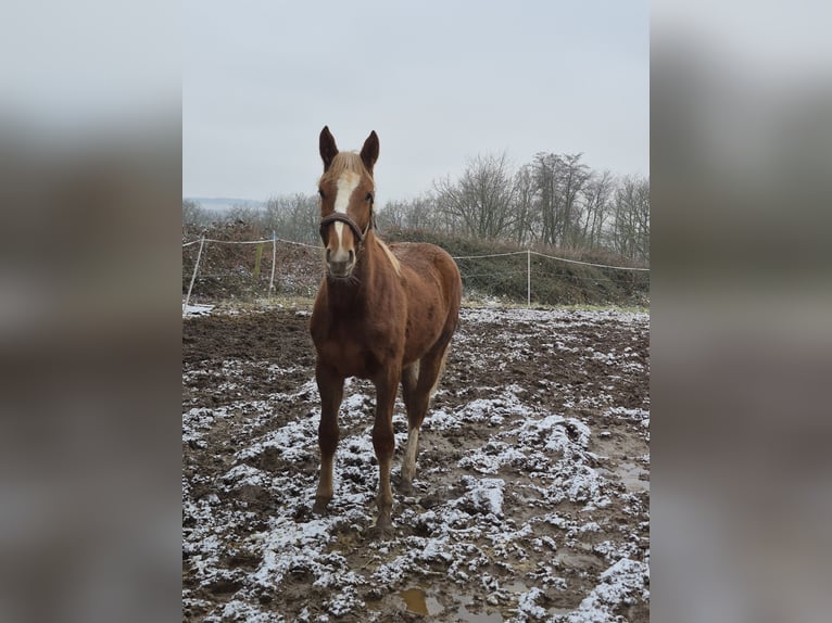 Westphalian Mare 1 year 16,3 hh Chestnut in Vlotho