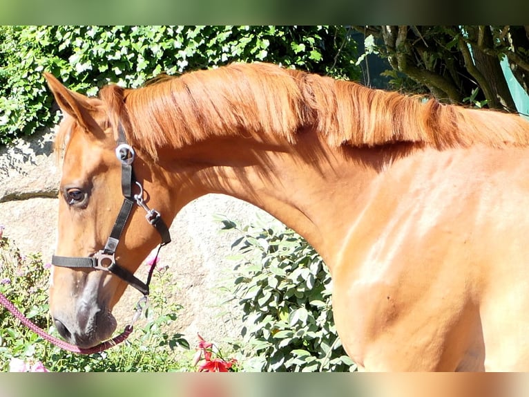 Westphalian Mare 1 year 17 hh Chestnut-Red in Cappeln (Oldenburg)