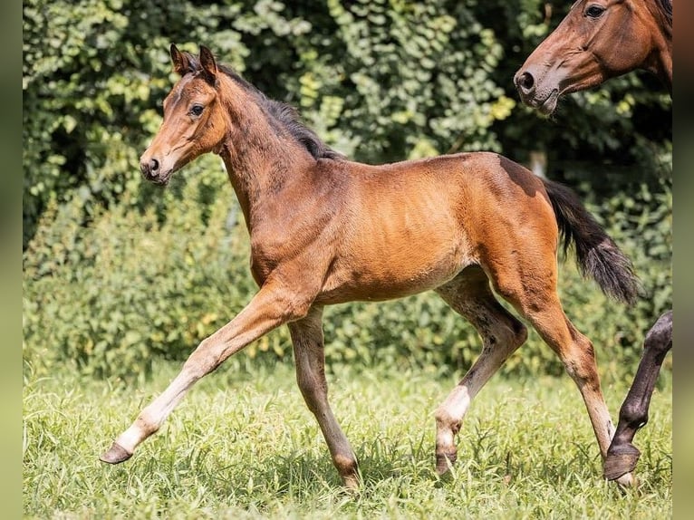 Westphalian Mare 1 year Bay-Dark in Gro&#xDF;heide