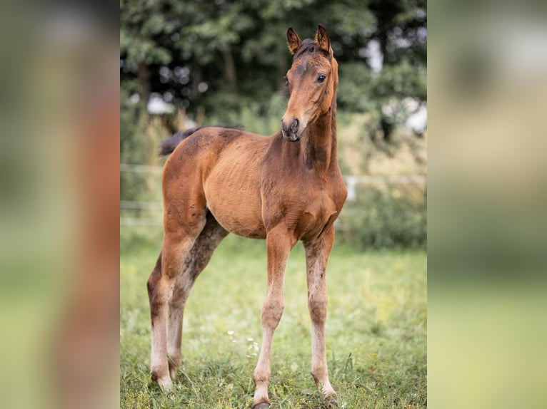 Westphalian Mare 1 year Bay-Dark in Gro&#xDF;heide