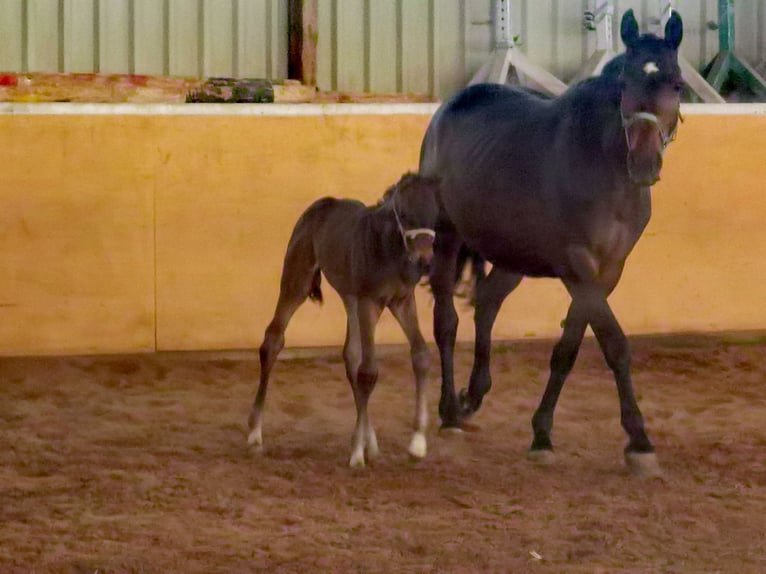 Westphalian Mare 1 year Bay-Dark in Frankenberg (Eder)