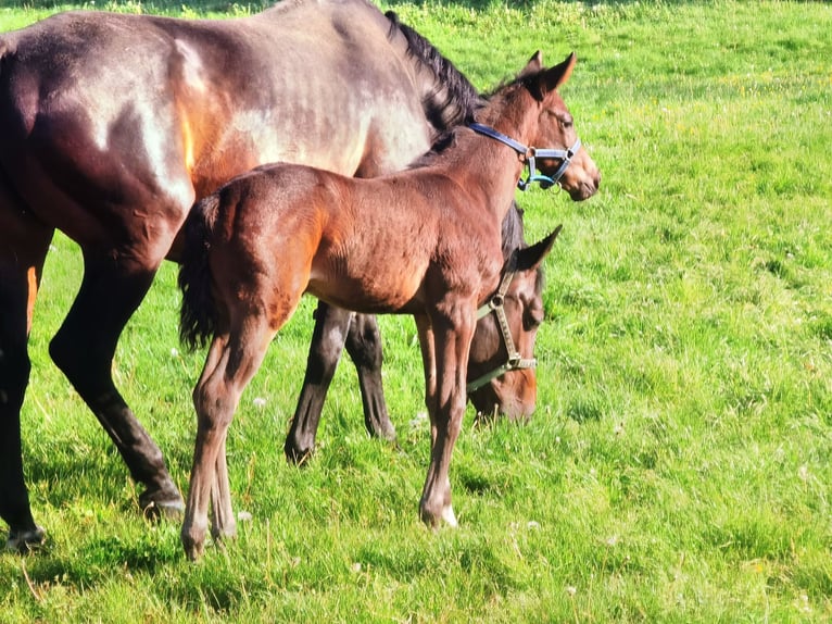 Westphalian Mare 1 year Bay-Dark in Frankenberg (Eder)