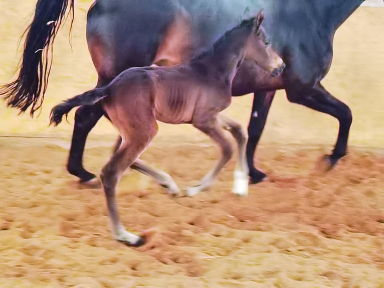 Westphalian Mare 1 year Bay-Dark in Frankenberg (Eder)