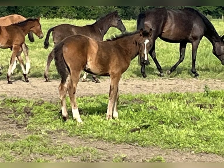 Westphalian Mare 1 year Bay-Dark in Soest