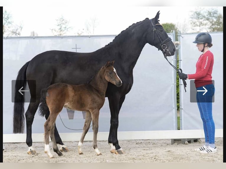 Westphalian Mare 1 year Bay-Dark in Soest
