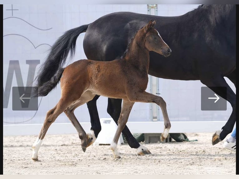 Westphalian Mare 1 year Bay-Dark in Soest