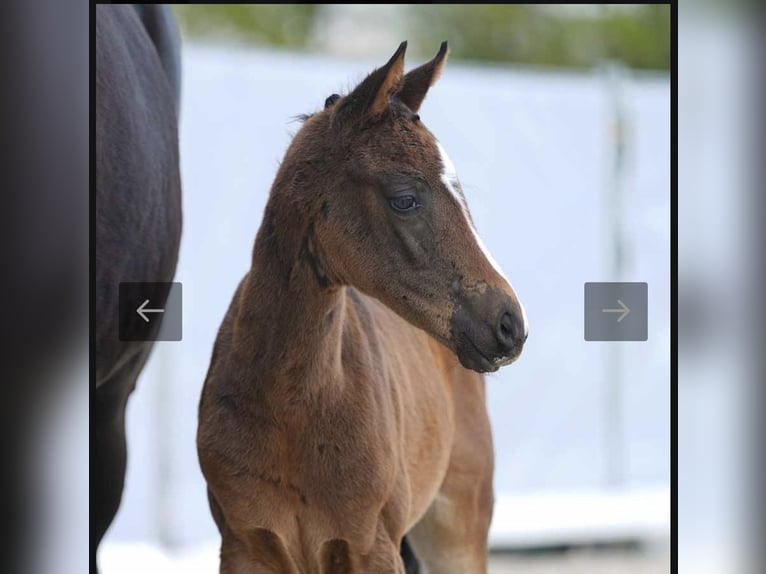 Westphalian Mare 1 year Bay-Dark in Soest