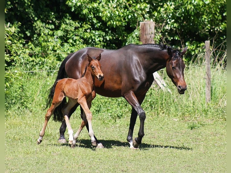 Westphalian Mare 1 year Bay-Dark in Wesel