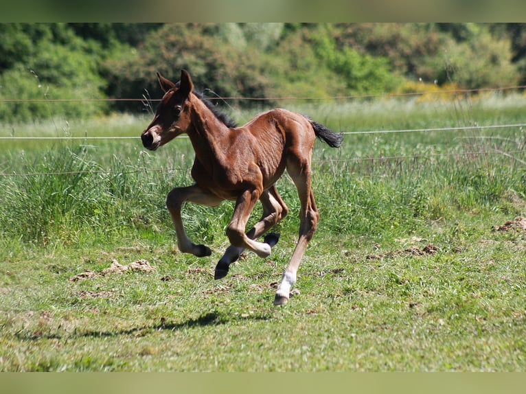 Westphalian Mare 1 year Bay-Dark in Wesel
