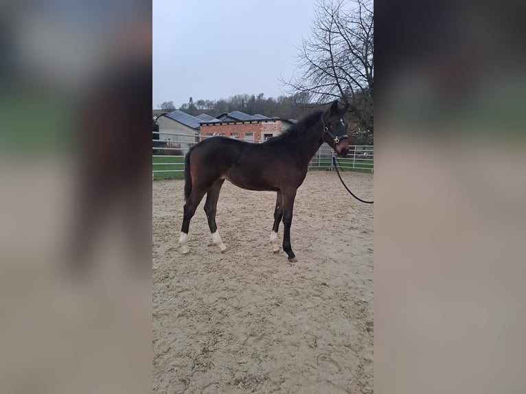 Westphalian Mare 1 year Bay-Dark in Borchen