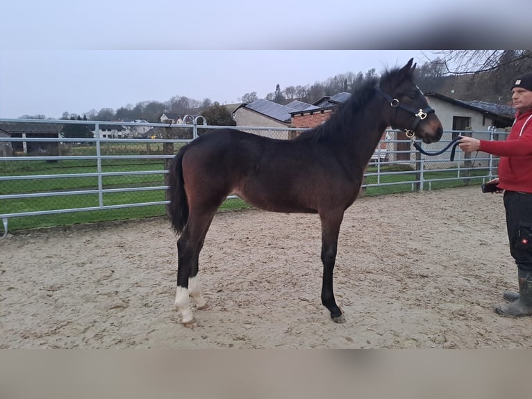 Westphalian Mare 1 year Bay-Dark in Borchen