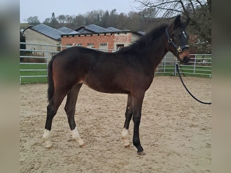 Westphalian Mare 1 year Bay-Dark in Borchen