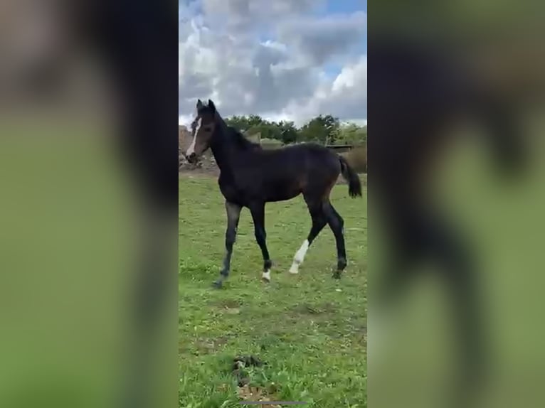 Westphalian Mare 1 year Bay-Dark in Netphen