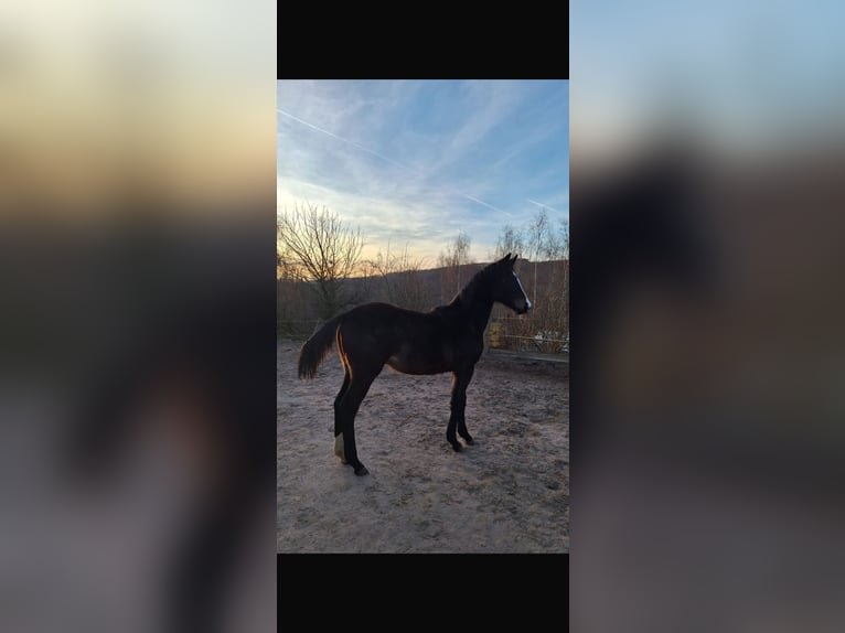 Westphalian Mare 1 year Bay-Dark in Netphen