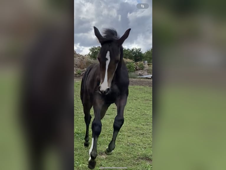 Westphalian Mare 1 year Bay-Dark in Netphen