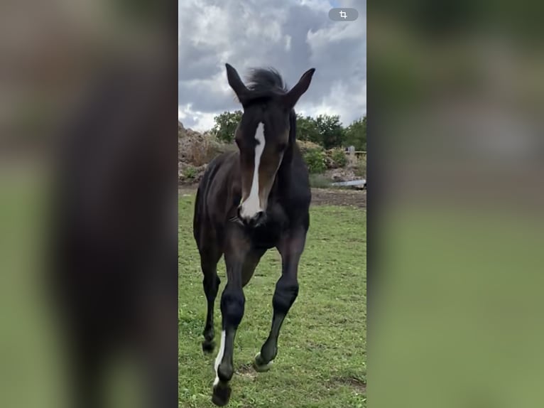 Westphalian Mare 1 year Bay-Dark in NetphenNetphen