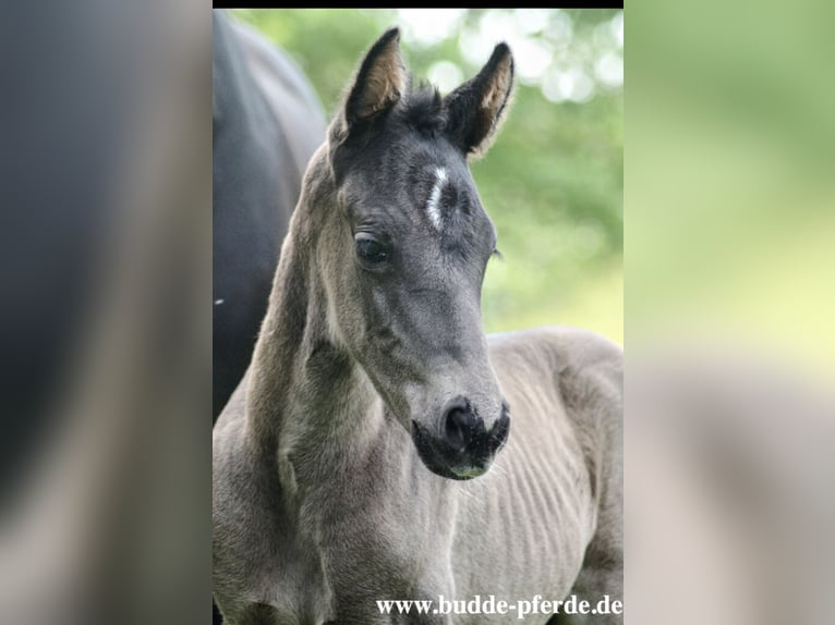 Westphalian Mare 1 year Black in Horstmar