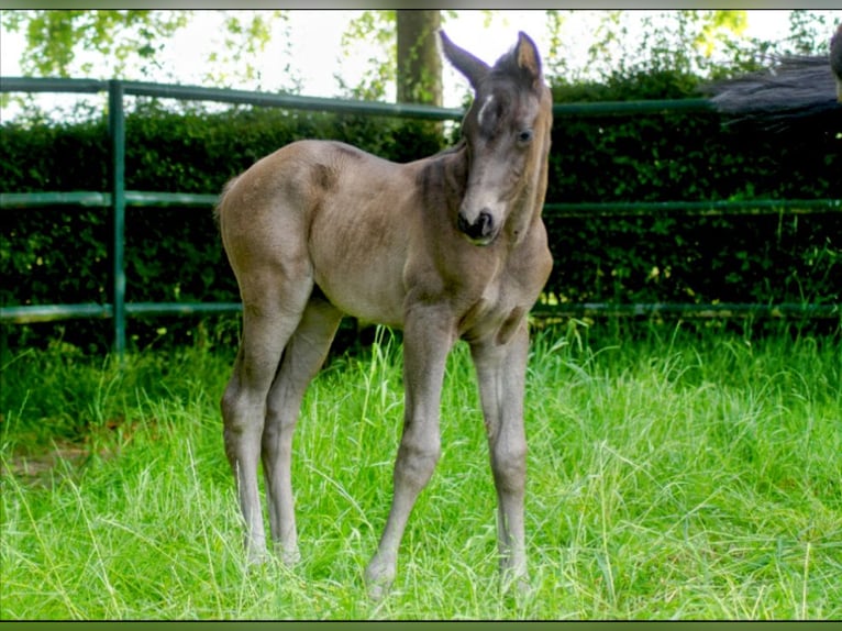 Westphalian Mare 1 year Black in Horstmar