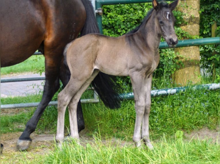 Westphalian Mare 1 year Black in Horstmar
