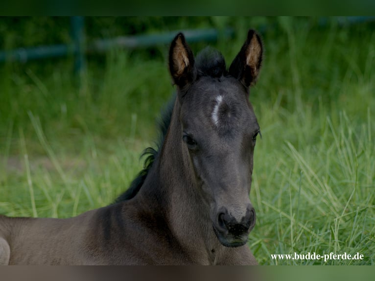 Westphalian Mare 1 year Black in Horstmar