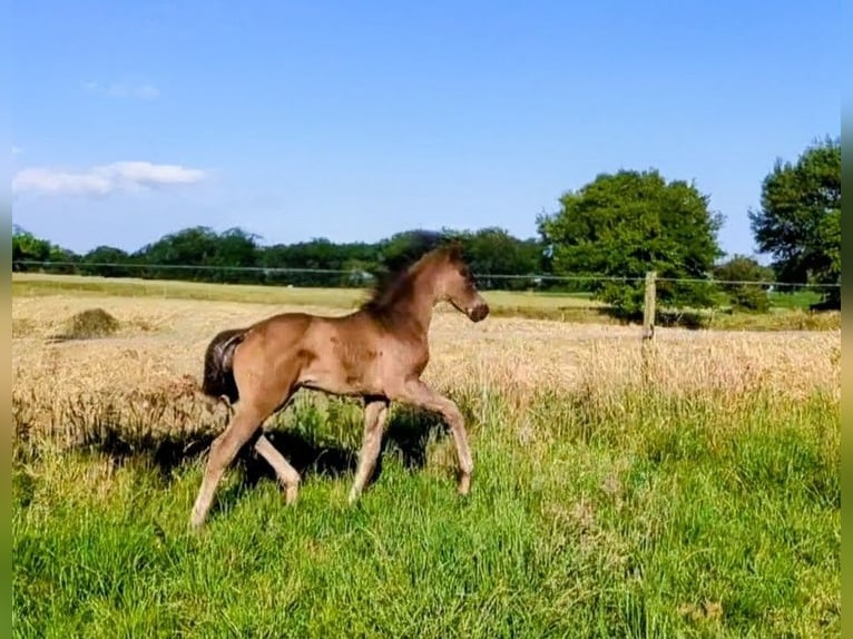 Westphalian Mare 1 year Black in Horstmar