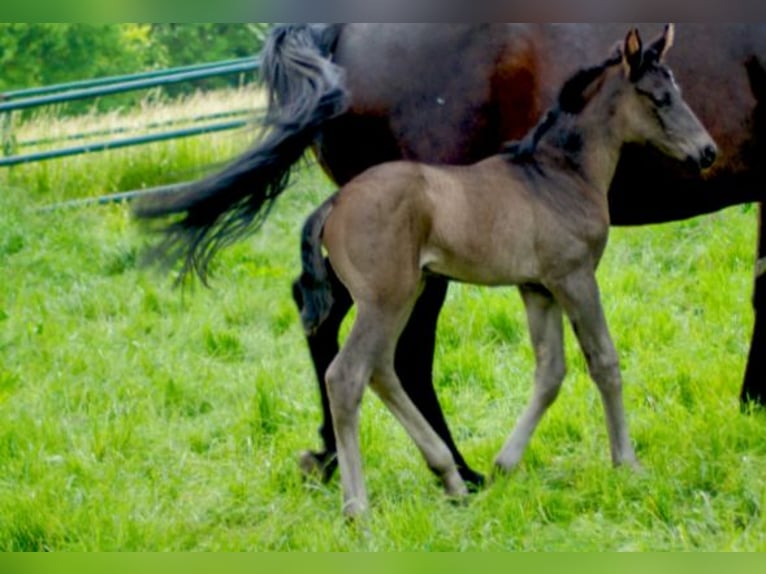 Westphalian Mare 1 year Black in Horstmar