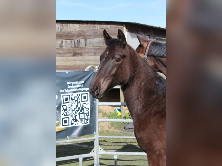 Westphalian Mare 1 year Black in Bad Oeynhausen