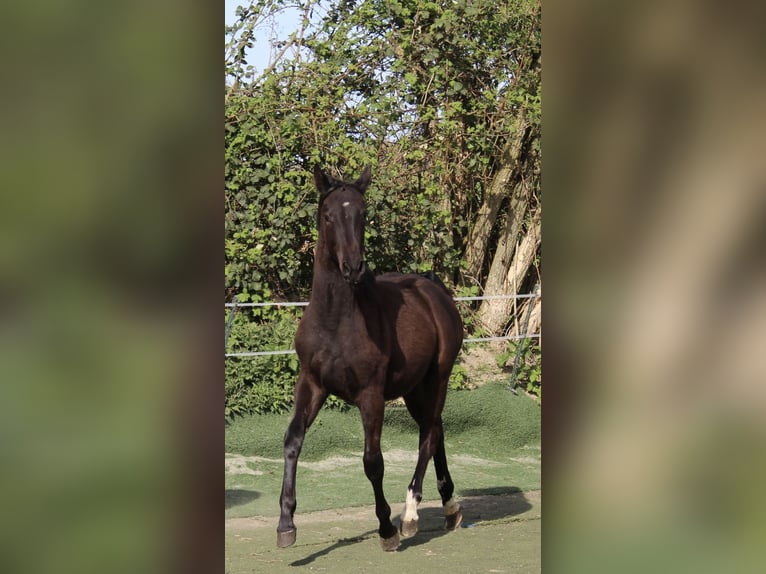 Westphalian Mare 1 year Black in Bad Oeynhausen