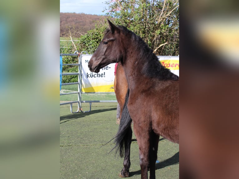 Westphalian Mare 1 year Black in Bad Oeynhausen