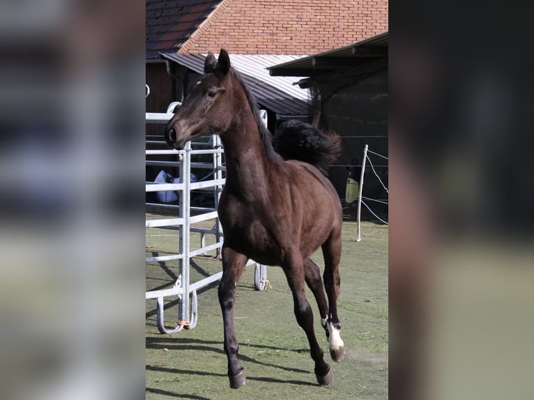 Westphalian Mare 1 year Black in Bad Oeynhausen