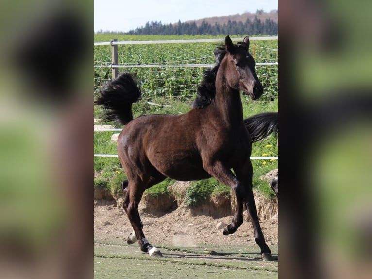 Westphalian Mare 1 year Black in Bad Oeynhausen