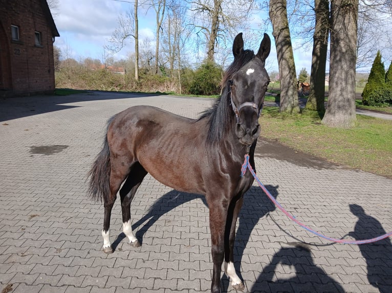 Westphalian Mare 1 year Black in Tecklenburg
