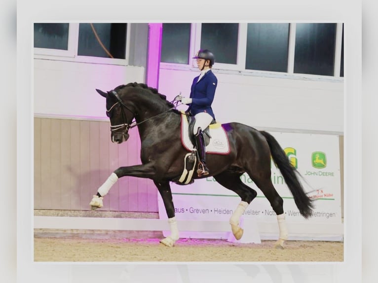 Westphalian Mare 1 year Black in Tecklenburg