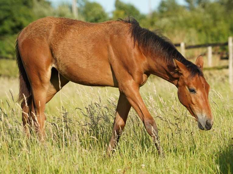 Westphalian Mare 1 year Brown in Hamm