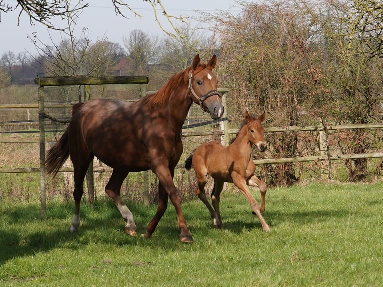 Westphalian Mare 1 year Brown in Hamm