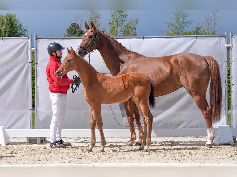 Westphalian Mare 1 year Brown in Hamm