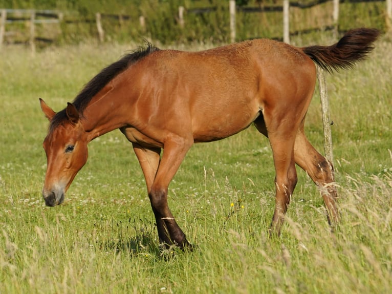 Westphalian Mare 1 year Brown in Hamm