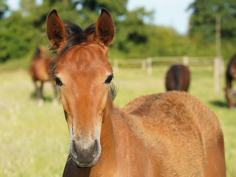 Westphalian Mare 1 year Brown in Hamm